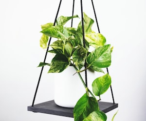 曼联国王埃里克·坎通纳标志性立领庆祝